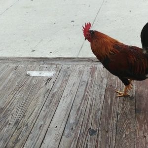 Meet your Posher, Greg